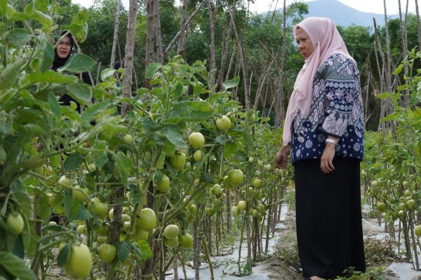 Pemkot Palu Dukung Swasembada Pangan untuk Masyarakat